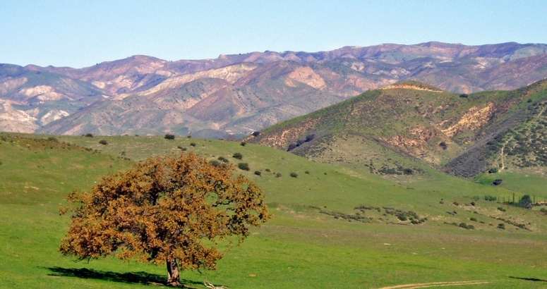 Image of pepper tree and rolling hills at the Brandeis Bardin campus in Simi Valley