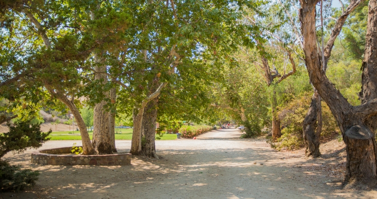 Image of trees at Brandeis-Bardin campus in Simi Valley, CA