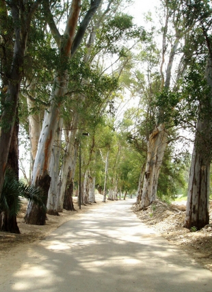 Photograph of peppertrees