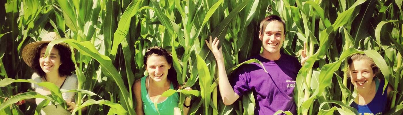 Photograph of 4 people in the corn field