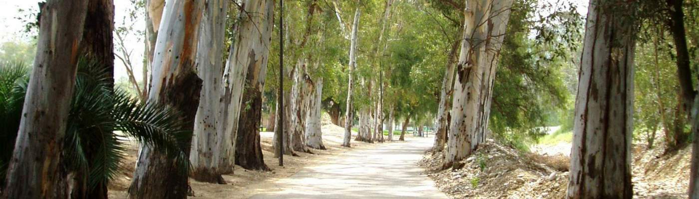 Photograph of pepper trees at entrance of Brandeis Bardin Campus