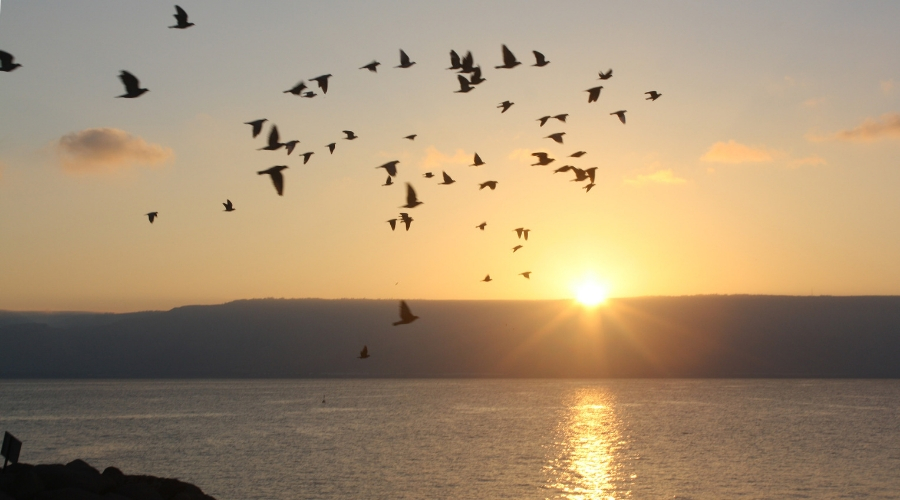 Photo of Ocean and Birds