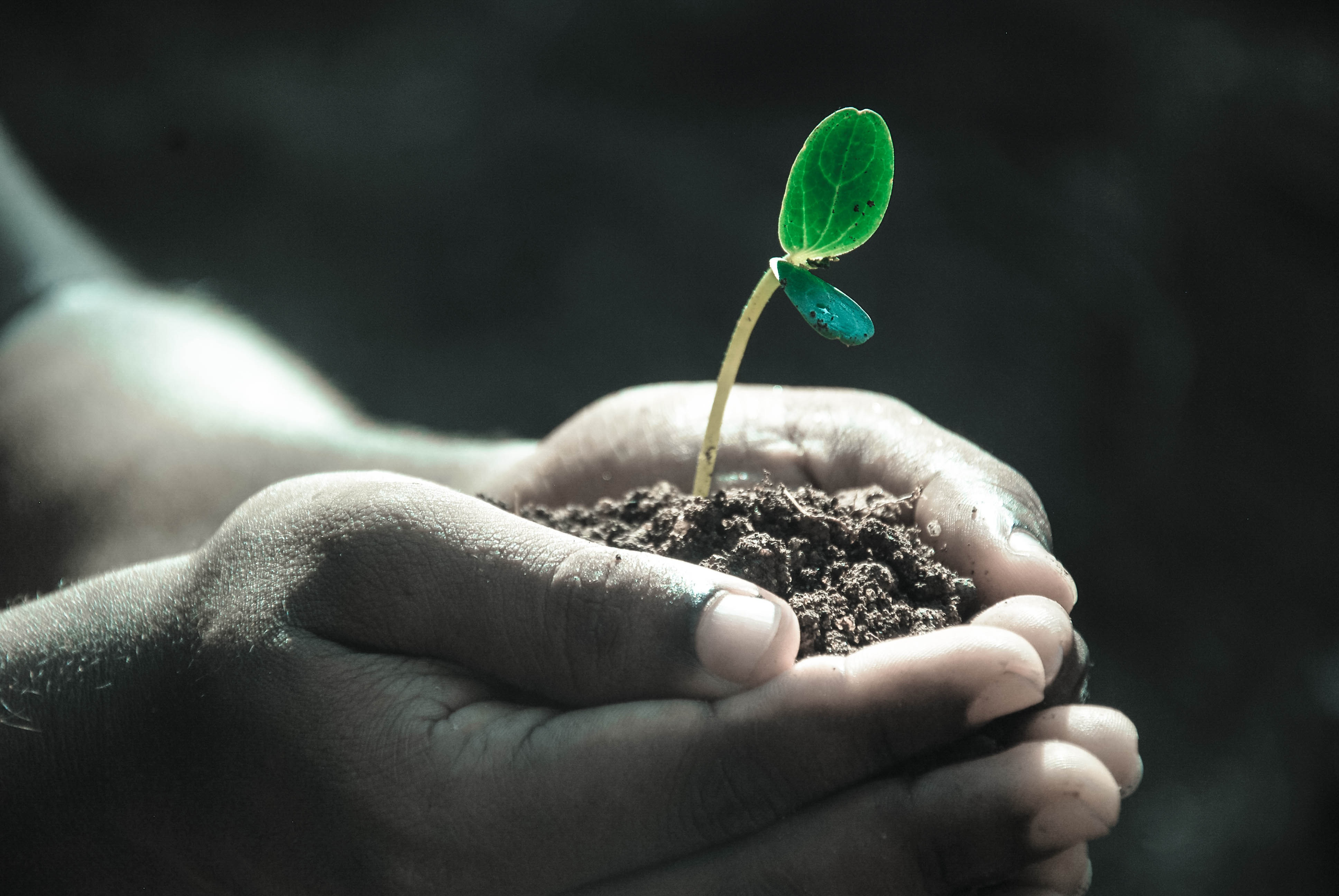 plant sprouting in a hand