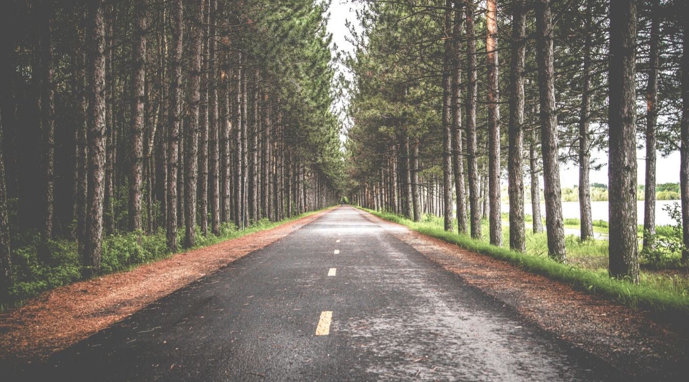 an empty tree-lined road 