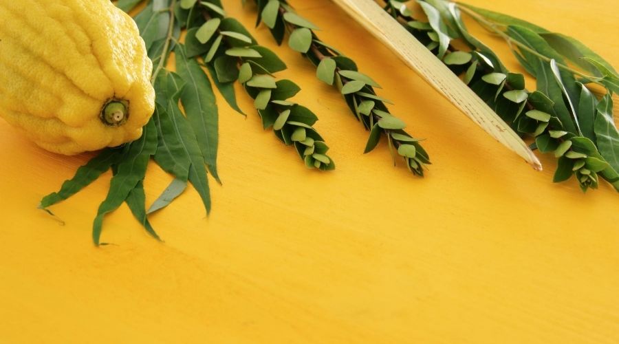 lemons and a lulav on a table for sukkot