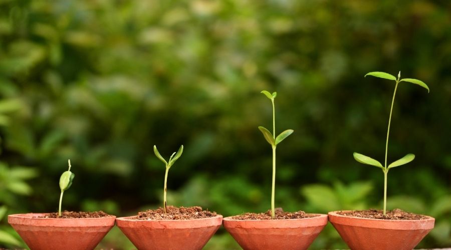 Photo of growing plants