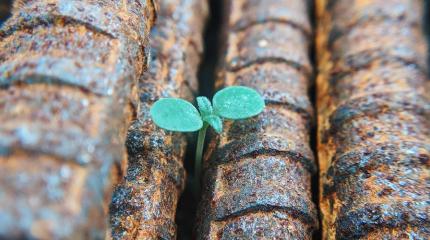 a green bud growing out of a tree